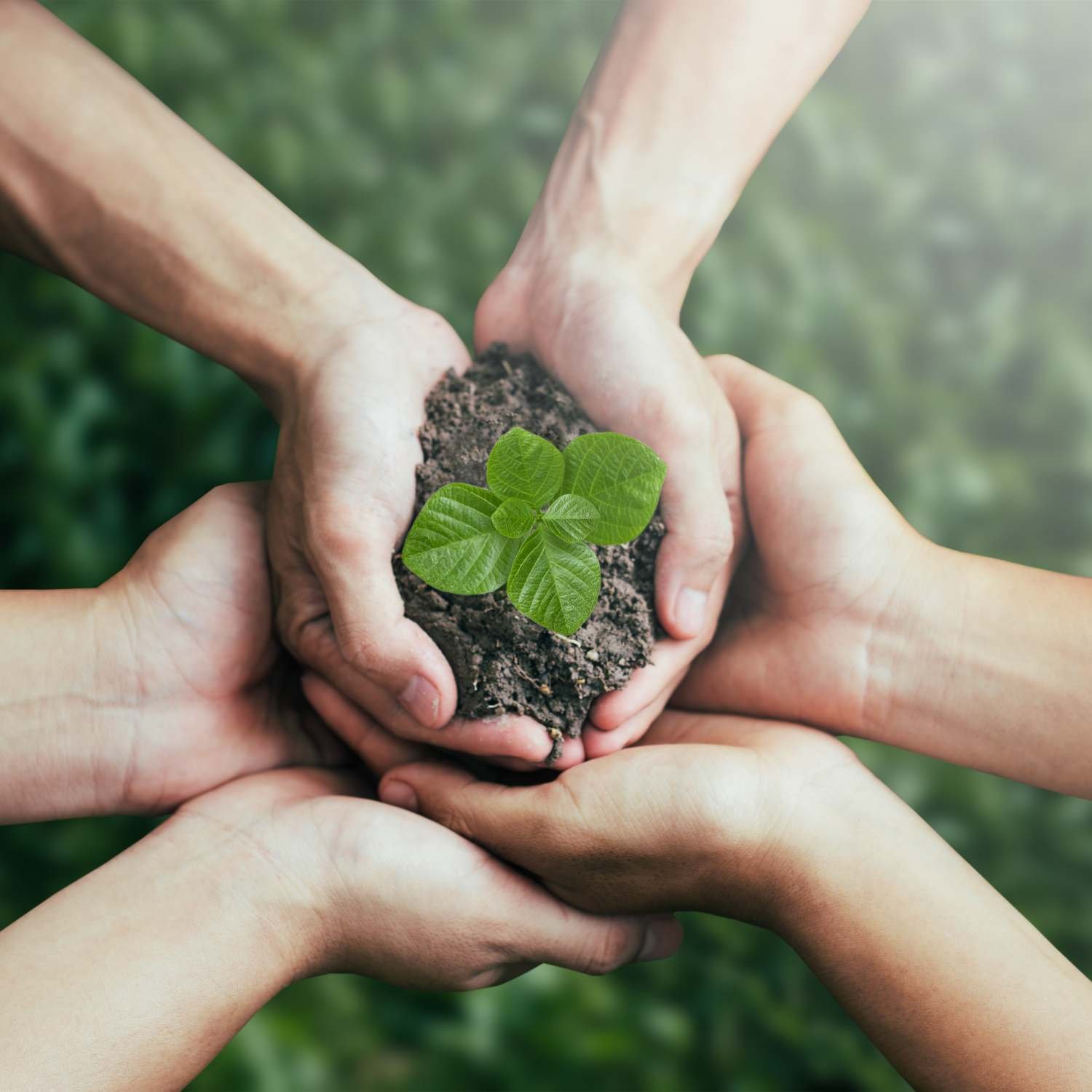 Sustainably sourced teak wood logs for Jatiora Lux furniture.